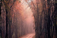 今夜亚洲杯前瞻：樊振东伤情更新，巴黎圣日耳曼冲击连败纪录(2021fiba亚洲杯)